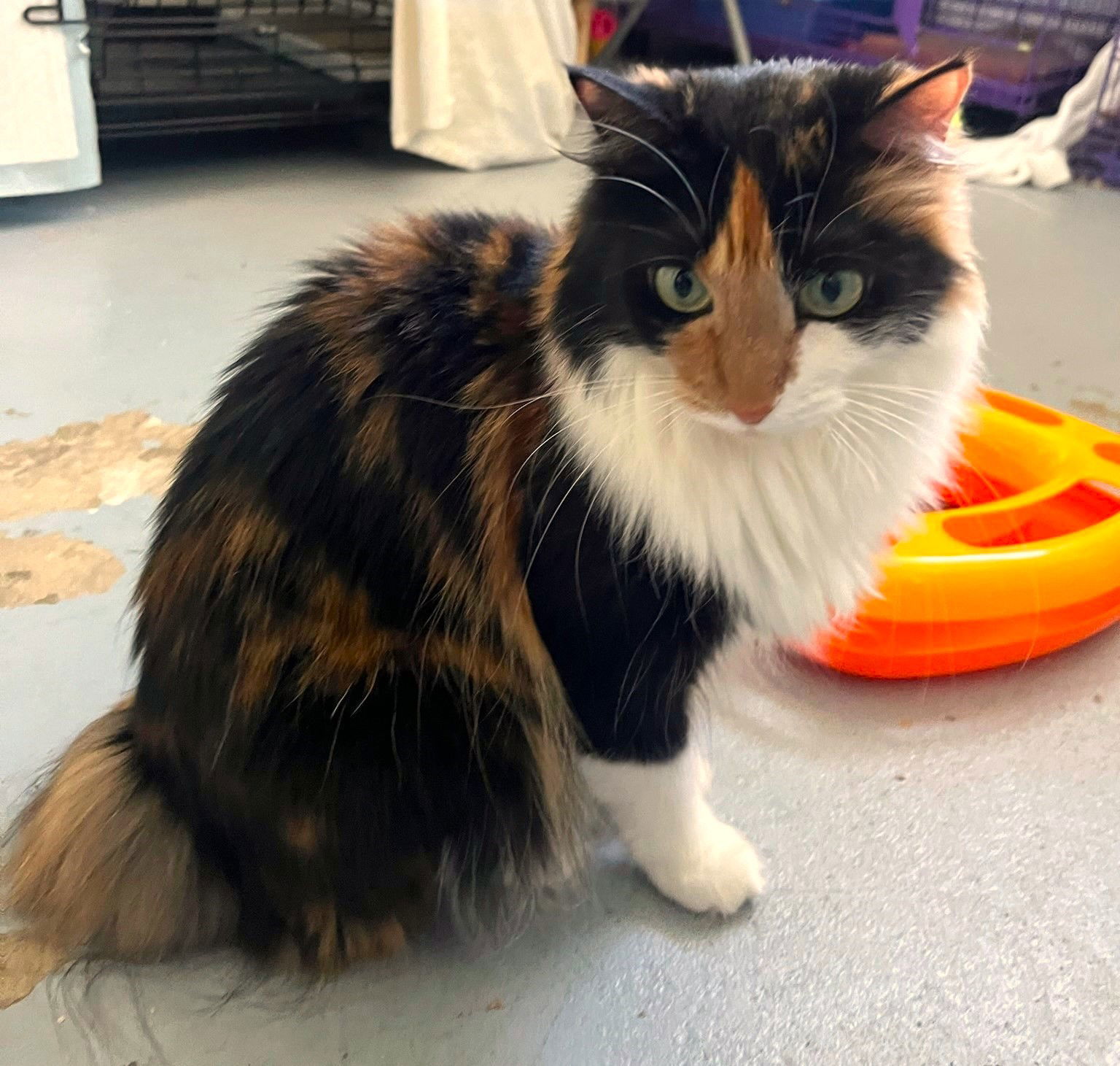 Lemonade, an adoptable Calico, Domestic Long Hair in Springfield, OR, 97475 | Photo Image 3