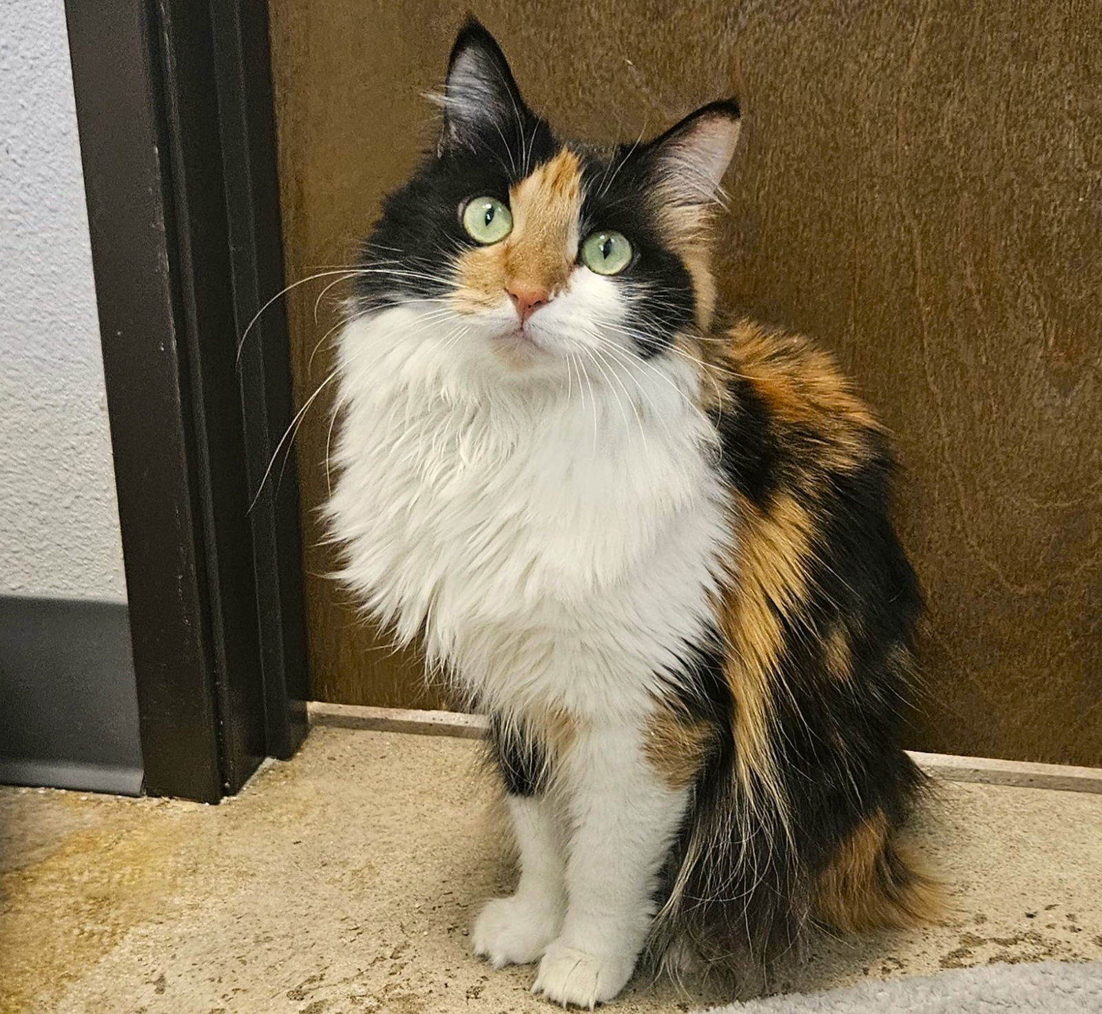 Lemonade, an adoptable Calico, Domestic Long Hair in Springfield, OR, 97475 | Photo Image 6