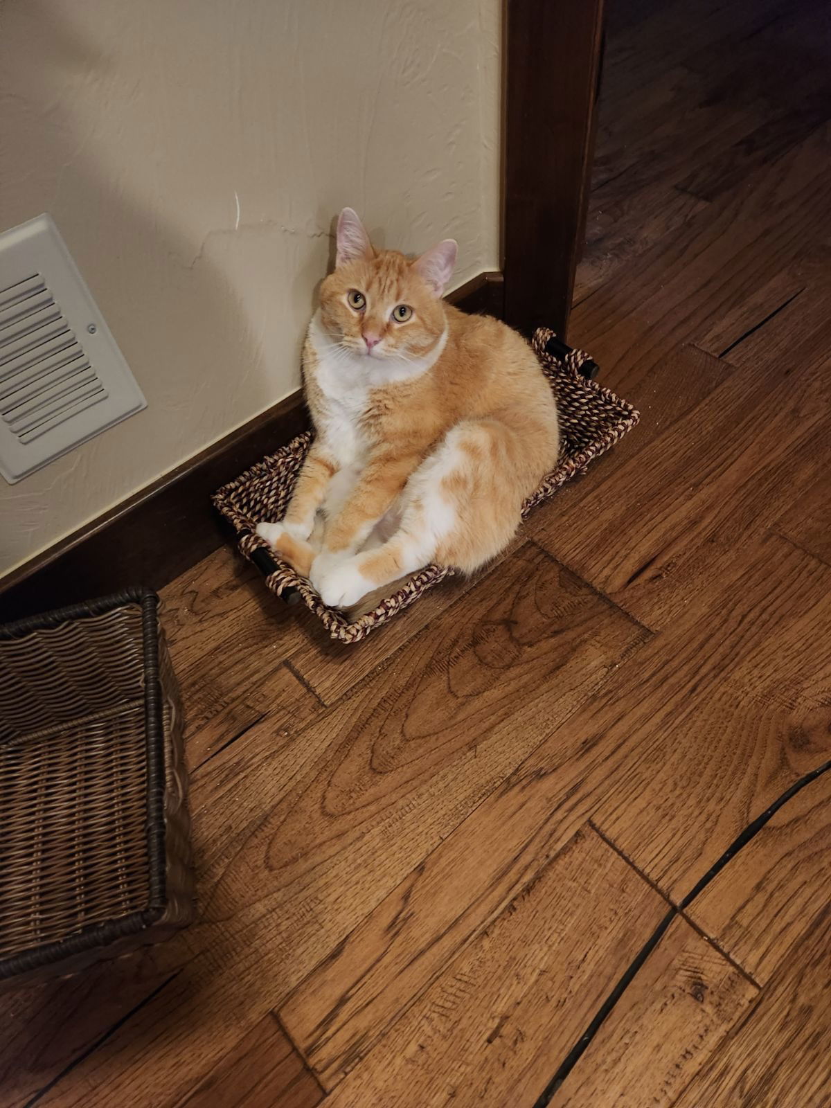 Teddy (Courtesy Post), an adoptable Domestic Short Hair in Aurora, CO, 80012 | Photo Image 2