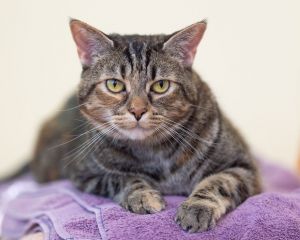 Hello there my name is Allie I am a 6 year old large size domestic short hair spayed female I