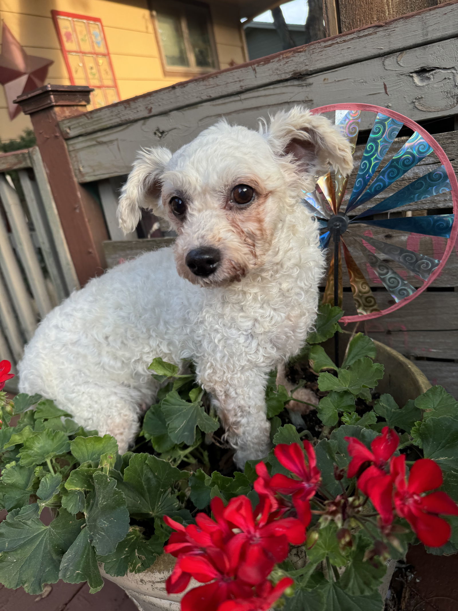 Zandia, an adoptable Bichon Frise in Sioux Falls, SD, 57101 | Photo Image 1