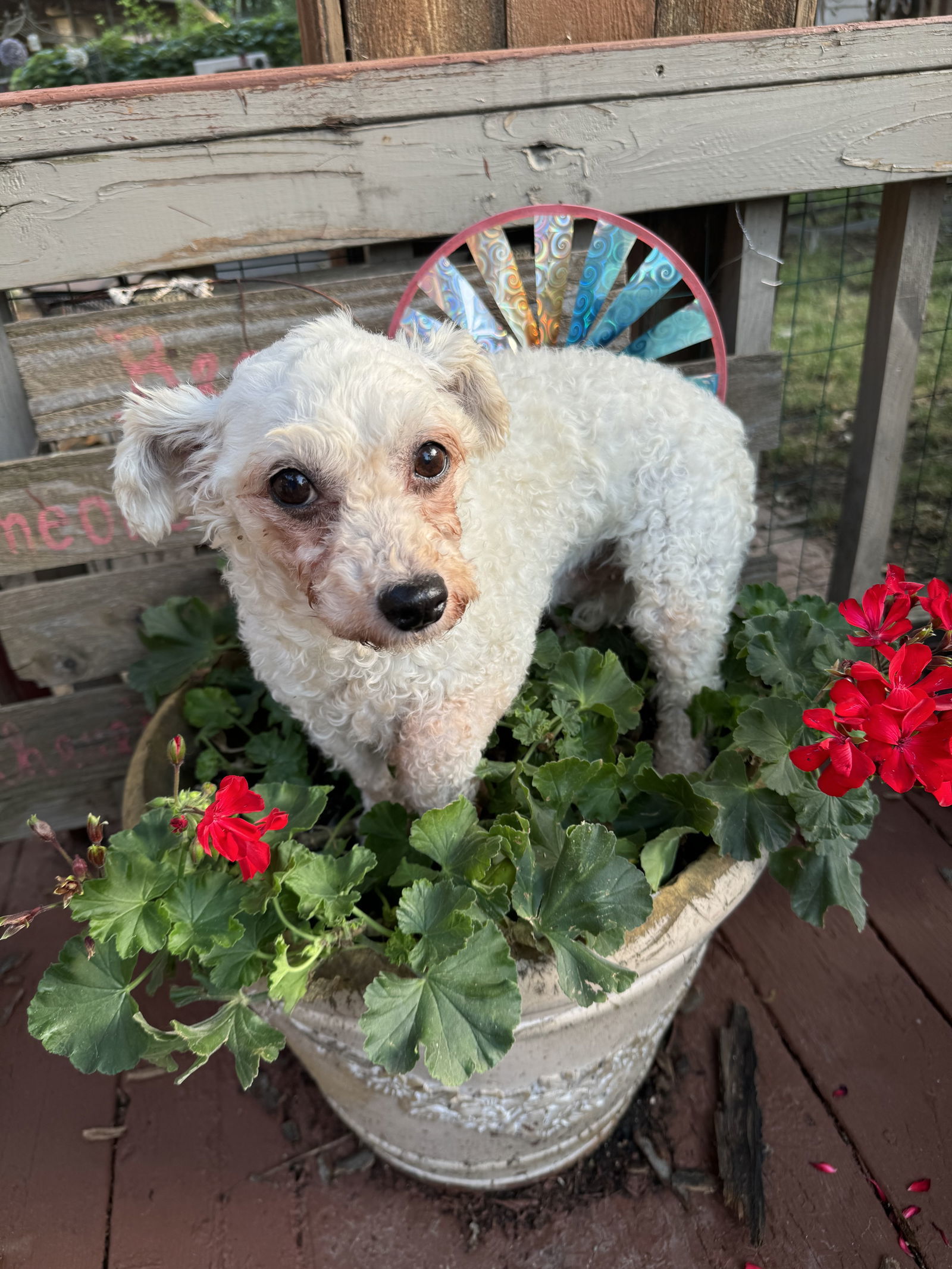 Zandia, an adoptable Bichon Frise in Sioux Falls, SD, 57101 | Photo Image 2