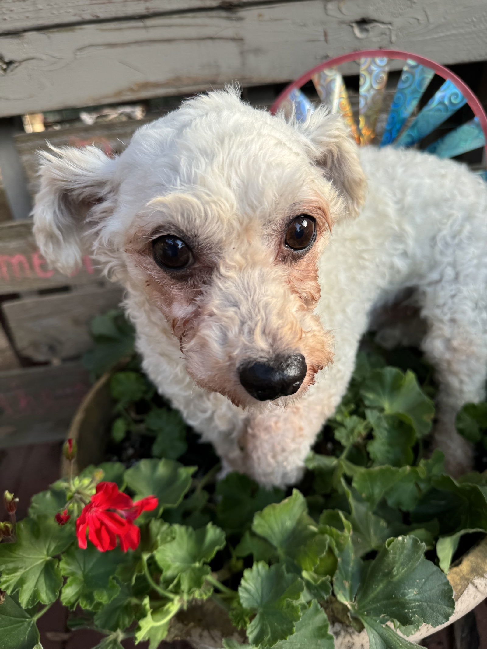 Zandia, an adoptable Bichon Frise in Sioux Falls, SD, 57101 | Photo Image 3