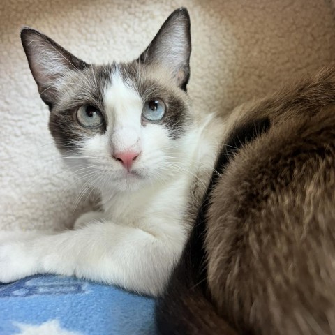 Coral Reef, an adoptable Domestic Short Hair, Snowshoe in Los Angeles, CA, 90018 | Photo Image 1