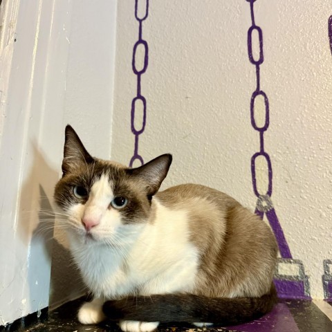 Coral Reef, an adoptable Domestic Short Hair, Snowshoe in Los Angeles, CA, 90018 | Photo Image 1