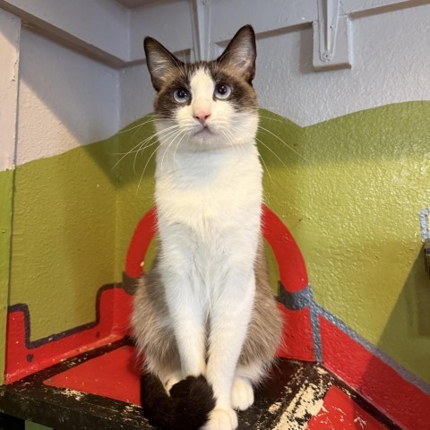 Coral Reef, an adoptable Domestic Short Hair, Snowshoe in Los Angeles, CA, 90018 | Photo Image 1