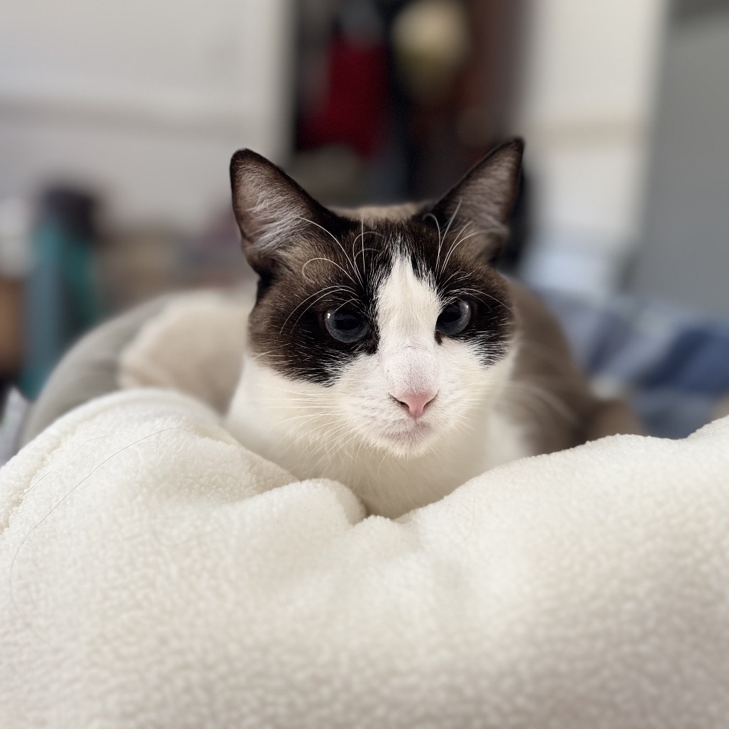 Coral Reef, an adoptable Domestic Short Hair, Snowshoe in Los Angeles, CA, 90018 | Photo Image 1