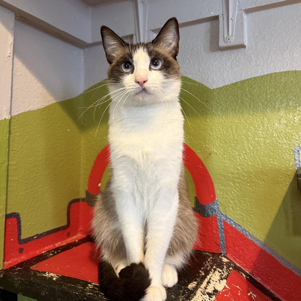 Coral Reef, an adoptable Domestic Short Hair, Snowshoe in Los Angeles, CA, 90018 | Photo Image 2