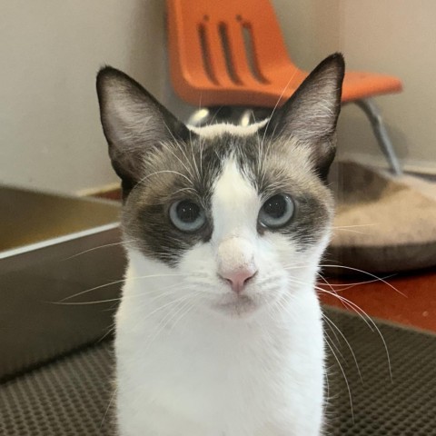 Coral Reef, an adoptable Domestic Short Hair, Snowshoe in Los Angeles, CA, 90018 | Photo Image 3