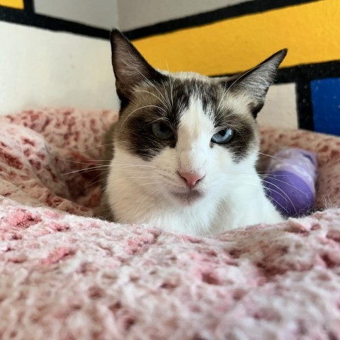 Coral Reef, an adoptable Domestic Short Hair, Snowshoe in Los Angeles, CA, 90018 | Photo Image 4