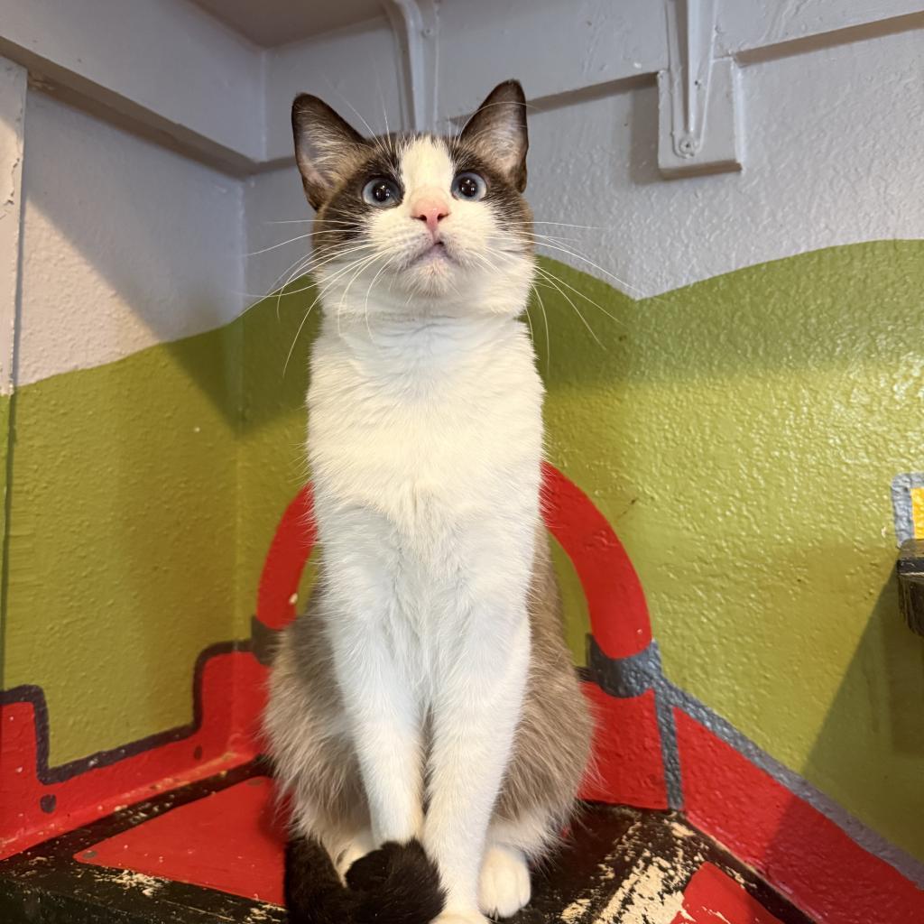 Coral Reef, an adoptable Domestic Short Hair, Snowshoe in Los Angeles, CA, 90018 | Photo Image 4