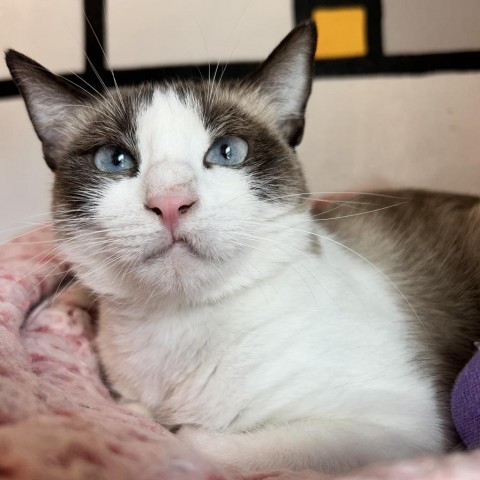 Coral Reef, an adoptable Domestic Short Hair, Snowshoe in Los Angeles, CA, 90018 | Photo Image 5