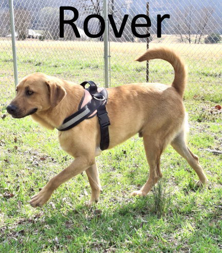 Rover