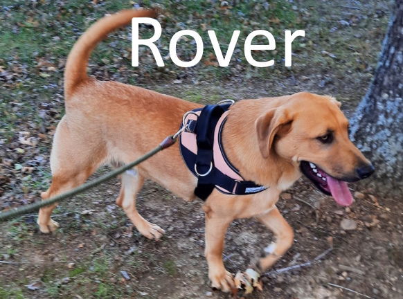 Rover