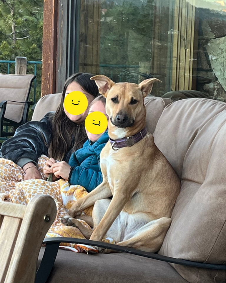 Lexi Napa Petco, an adoptable American Bulldog in Napa, CA, 94558 | Photo Image 1