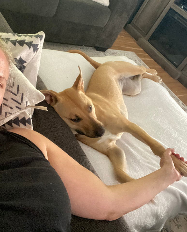 Lexi Napa Petco, an adoptable American Bulldog in Napa, CA, 94558 | Photo Image 2