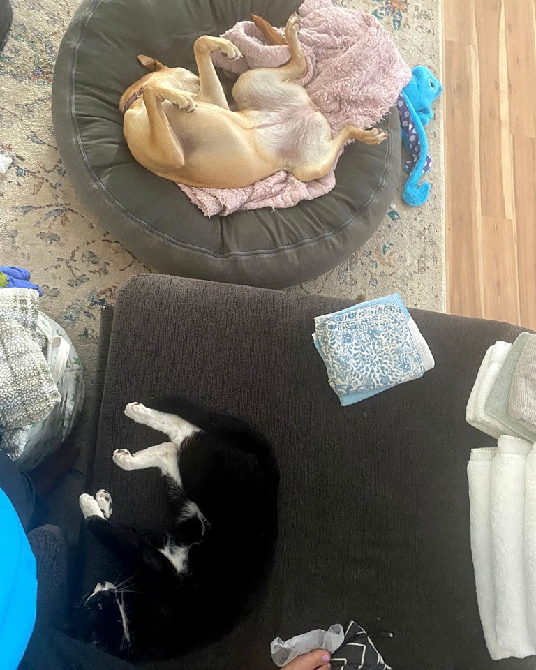 Lexi Napa Petco, an adoptable American Bulldog in Napa, CA, 94558 | Photo Image 3