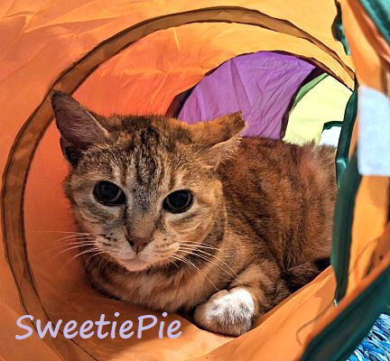 Sweetie Pie #purrs-sweet-nothings