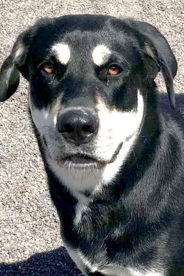 Missy, an adoptable Husky, Hound in Webster, WI, 54893 | Photo Image 1