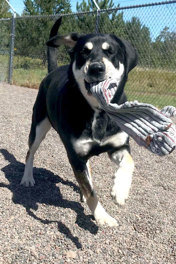 Missy, an adoptable Husky, Hound in Webster, WI, 54893 | Photo Image 2