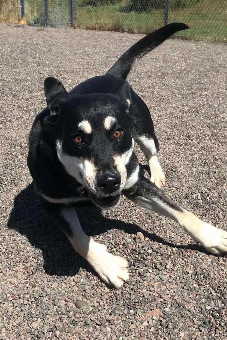 Missy, an adoptable Husky, Hound in Webster, WI, 54893 | Photo Image 3