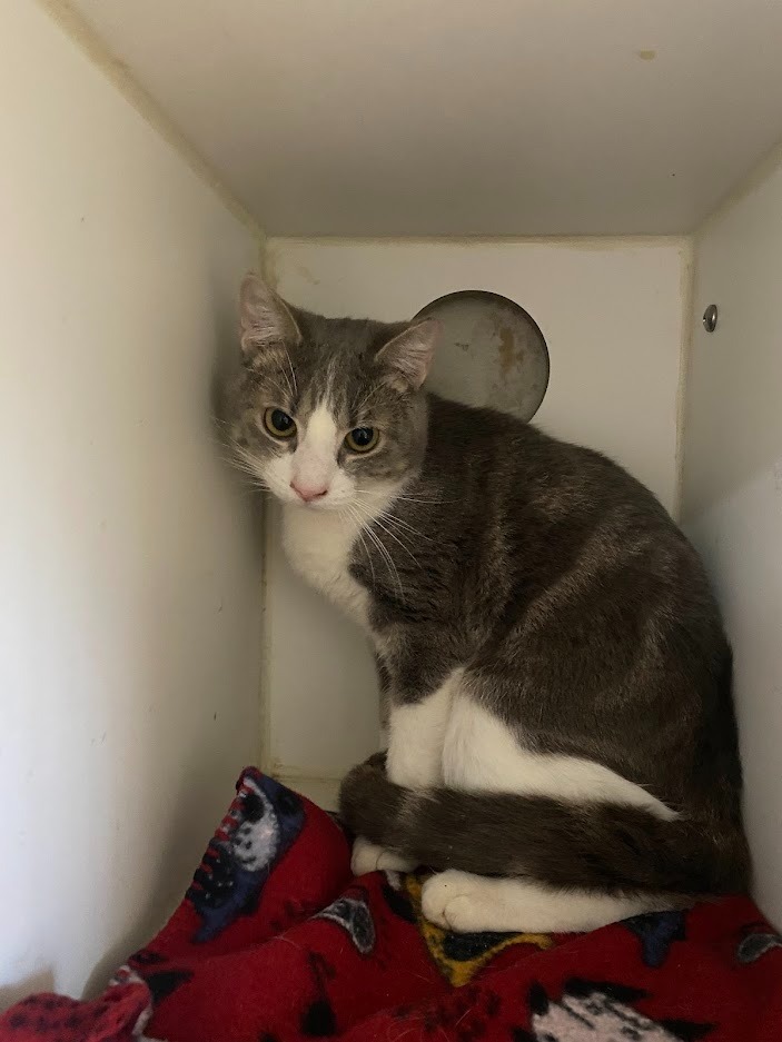 Styles, an adoptable Domestic Short Hair in Sapulpa, OK, 74066 | Photo Image 1