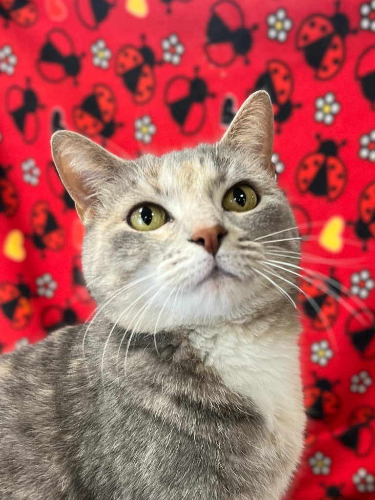 Purrnelope