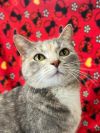 Purrnelope photo 2