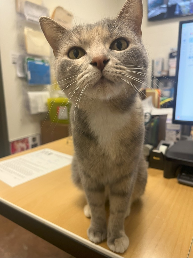 Purrnelope