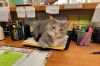 Purrnelope photo 3
