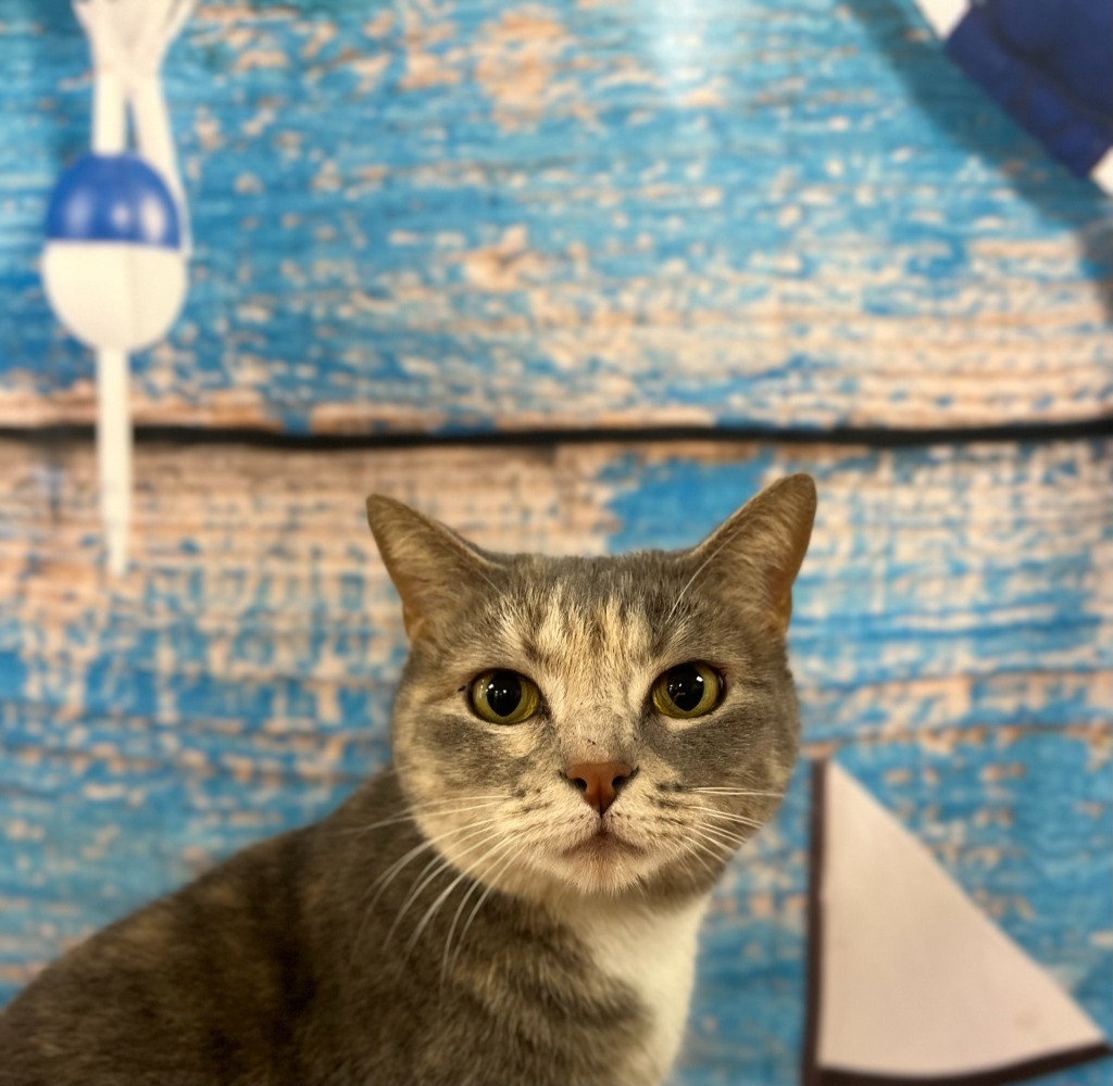 Purrnelope