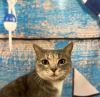 Purrnelope photo 4