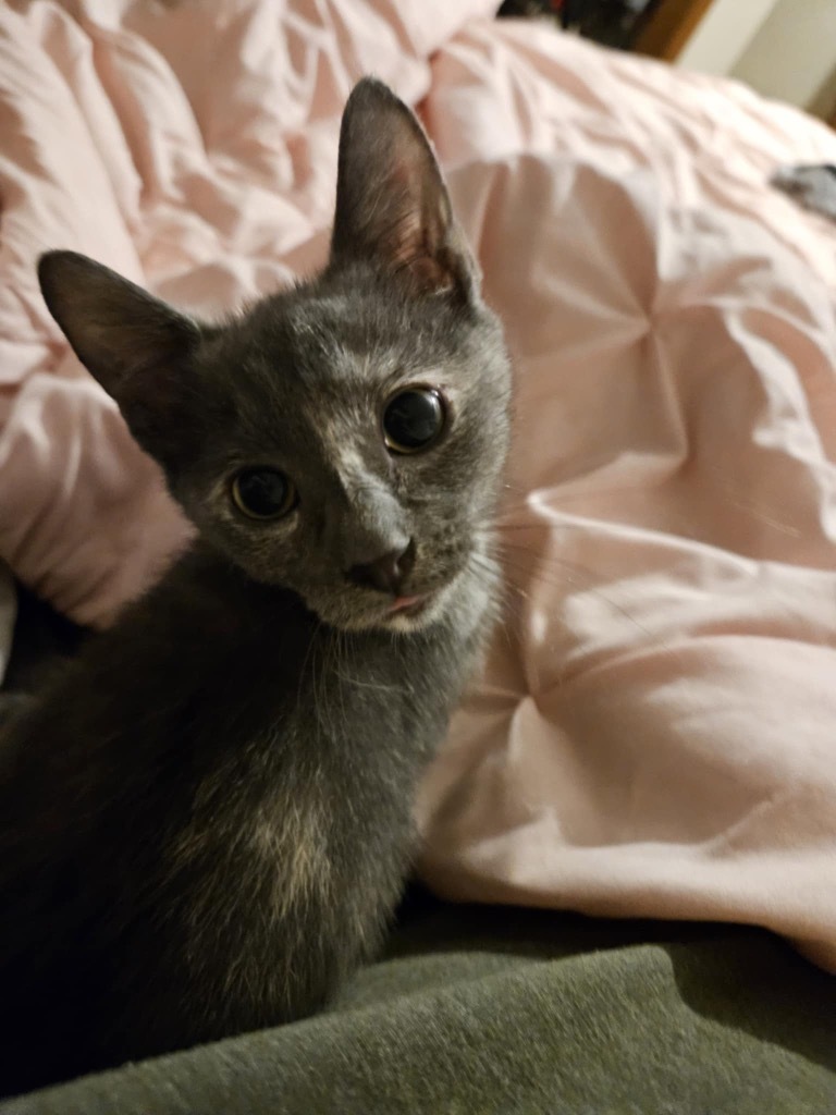 Trixie Tee, an adoptable Domestic Short Hair in Gorham, ME, 04038 | Photo Image 3