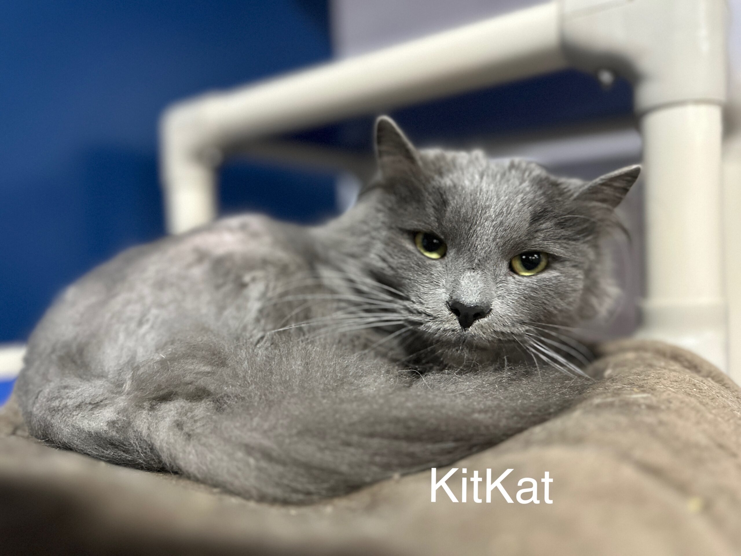 Kit Kat
