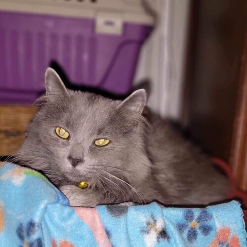Kit Kat
