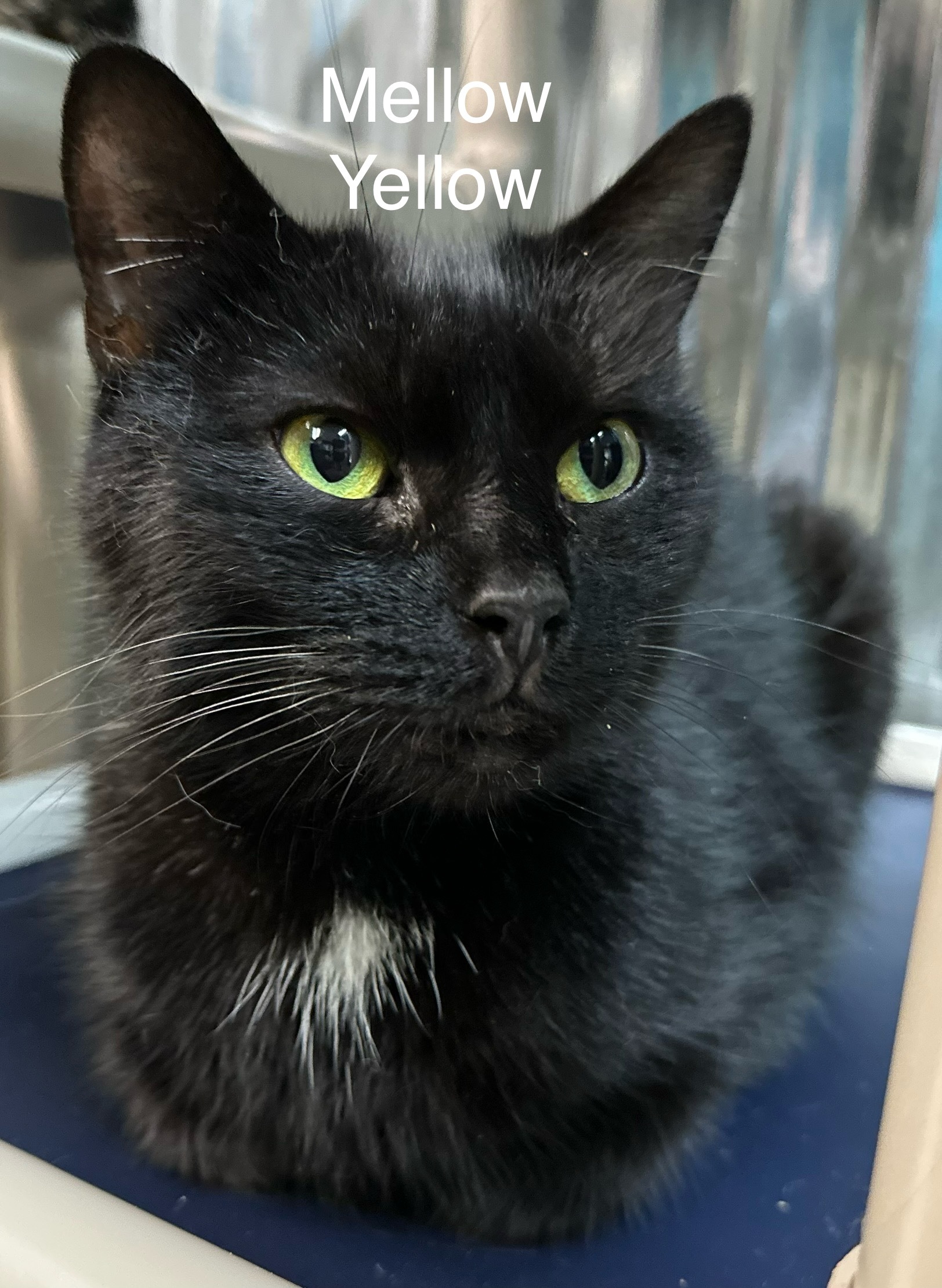 Mellow Yellow