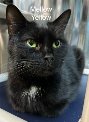 Mellow Yellow, Adult Female Domestic Short Hair