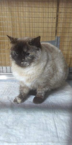 Moxie Melus, Adult Female Siamese