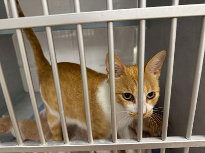 Emmie, an adoptable Domestic Short Hair in Buchanan Dam, TX, 78609 | Photo Image 1