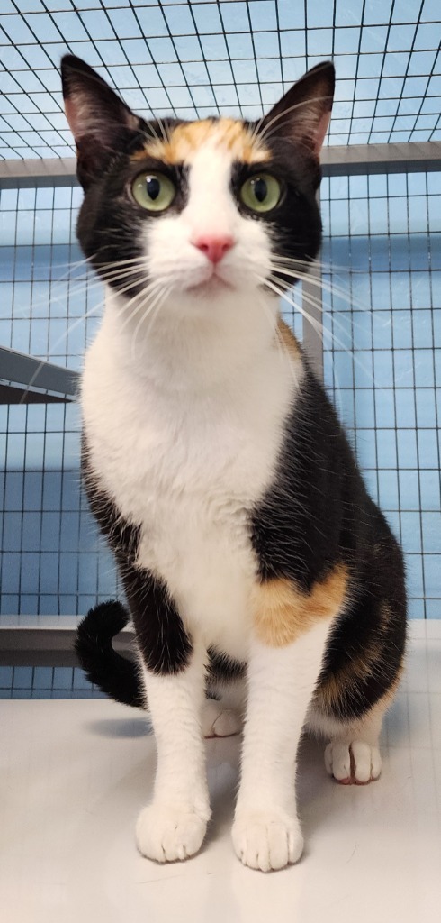 Beeb, an adoptable Calico in Gold Beach, OR, 97444 | Photo Image 1