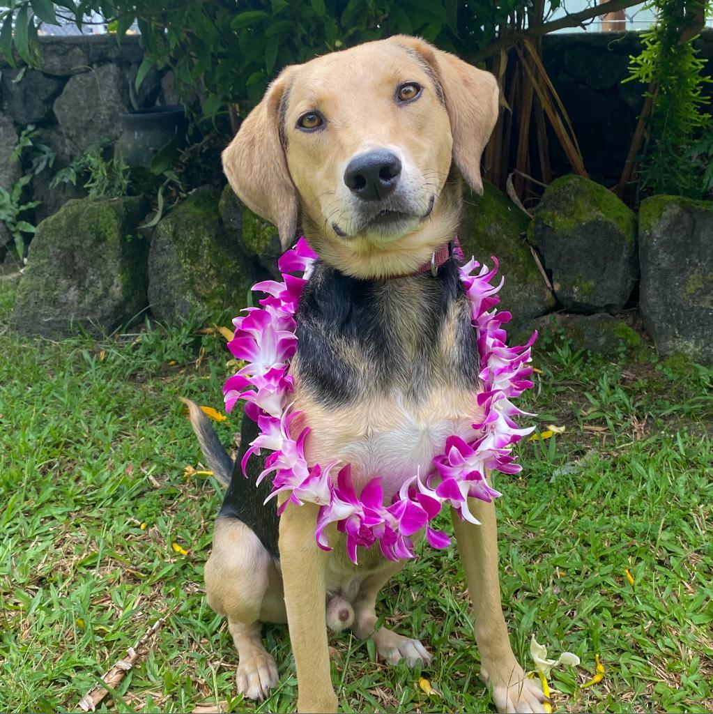 Toby, an adoptable Coonhound, Mixed Breed in Keaau, HI, 96749 | Photo Image 1