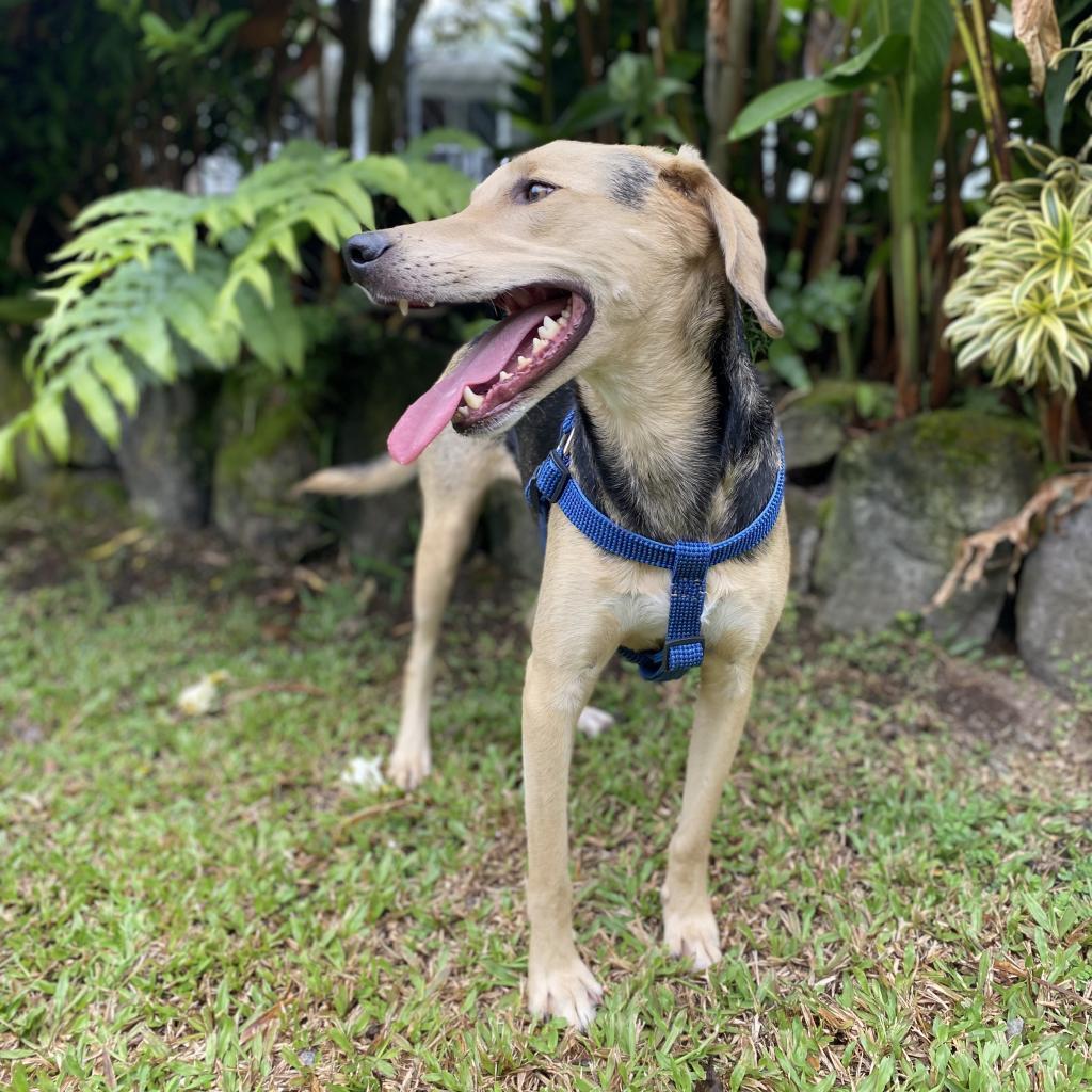 Toby, an adoptable Coonhound, Mixed Breed in Keaau, HI, 96749 | Photo Image 2