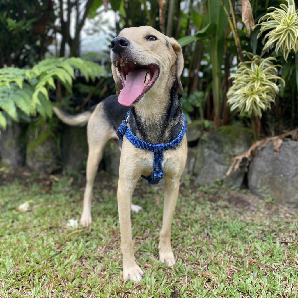 Toby, an adoptable Coonhound, Mixed Breed in Keaau, HI, 96749 | Photo Image 3