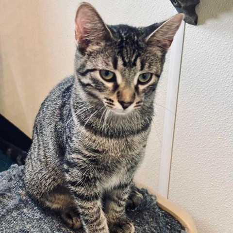 24-089/Junco, an adoptable Domestic Short Hair in Tawas City, MI, 48763 | Photo Image 1