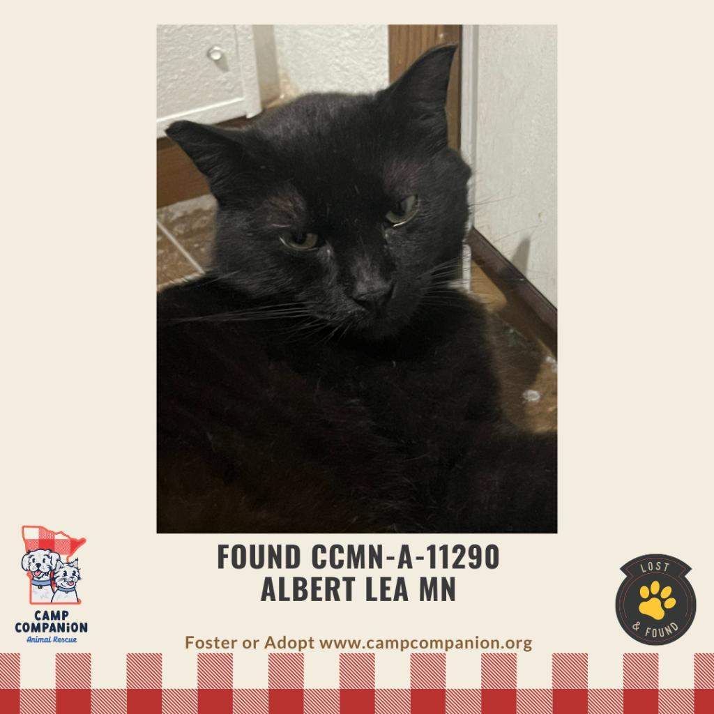 Found E 18 1/2 St Albert Lea, an adoptable Domestic Short Hair in Rochester, MN, 55903 | Photo Image 1