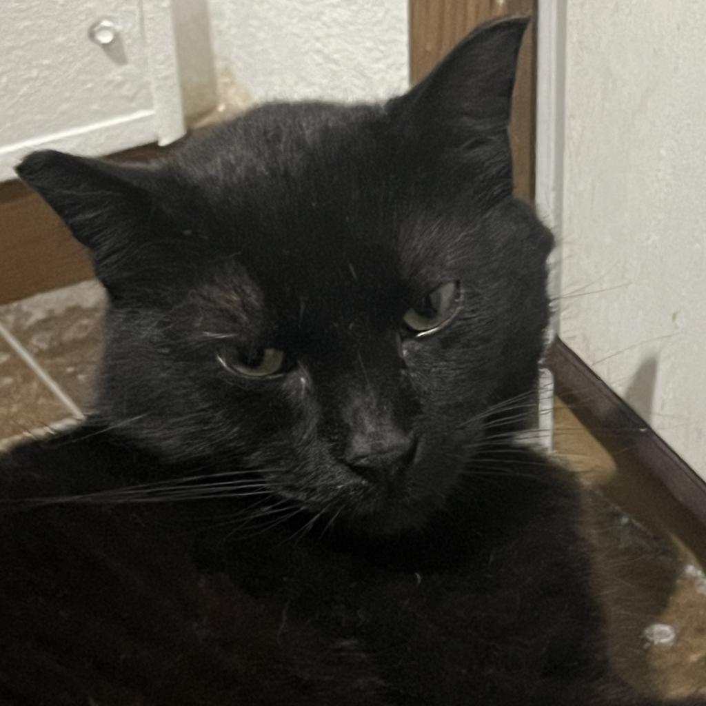 Found E 18 1/2 St Albert Lea, an adoptable Domestic Short Hair in Rochester, MN, 55903 | Photo Image 2