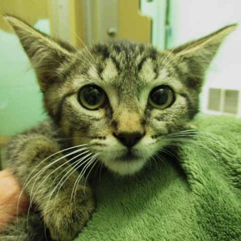 Uno, an adoptable Domestic Short Hair in Coos Bay, OR, 97420 | Photo Image 1