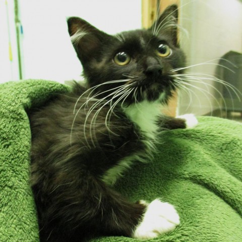 Kale, an adoptable Domestic Long Hair in Coos Bay, OR, 97420 | Photo Image 1