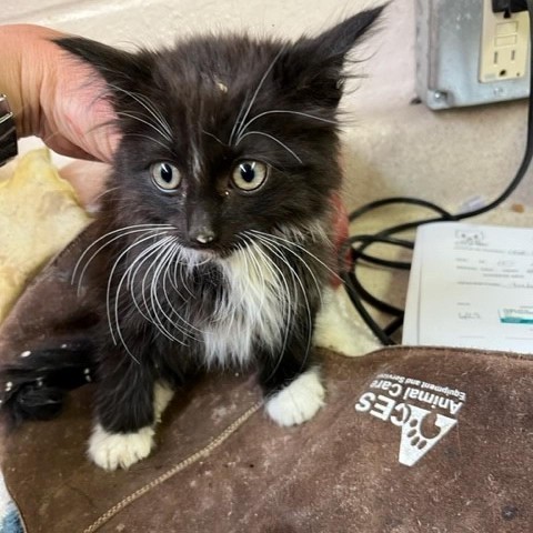 Kale, an adoptable Domestic Long Hair in Coos Bay, OR, 97420 | Photo Image 2