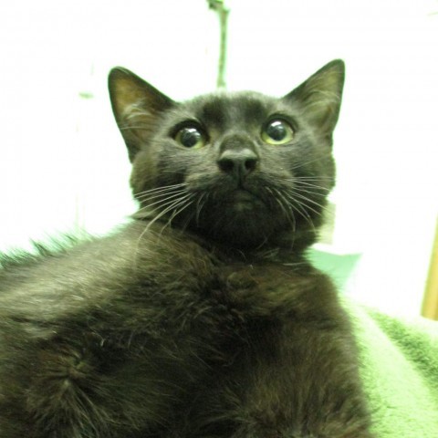 Pea, an adoptable Domestic Short Hair in Coos Bay, OR, 97420 | Photo Image 1